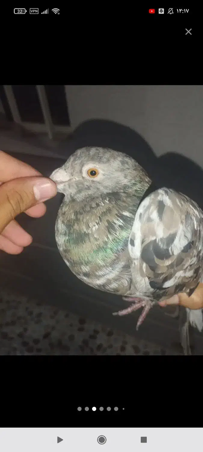 کبوتر سرور|پرنده|بهبهان, |دیوار