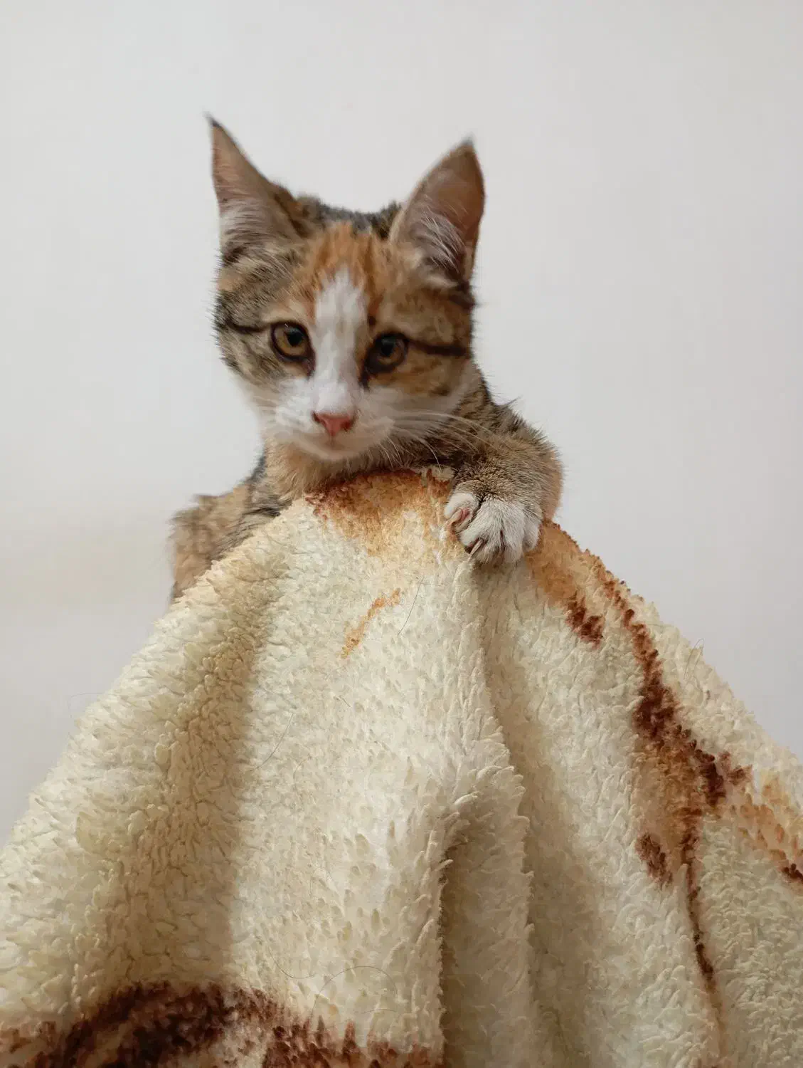 گمشده|حیوانات|مشهد, نوغان|دیوار