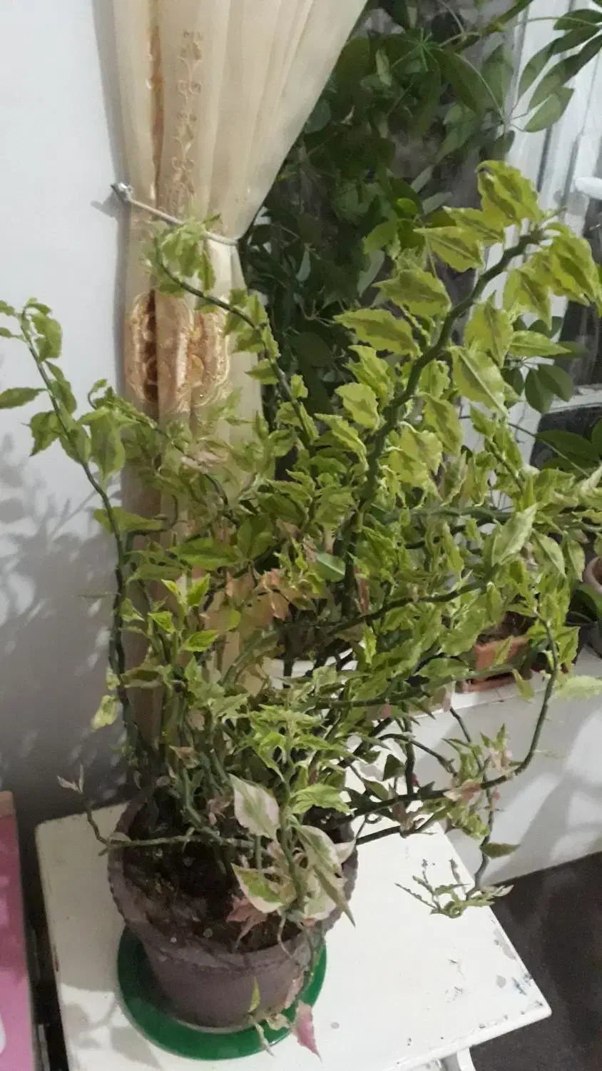 گل طبیعی|گل و گیاه طبیعی|خلخال, |دیوار