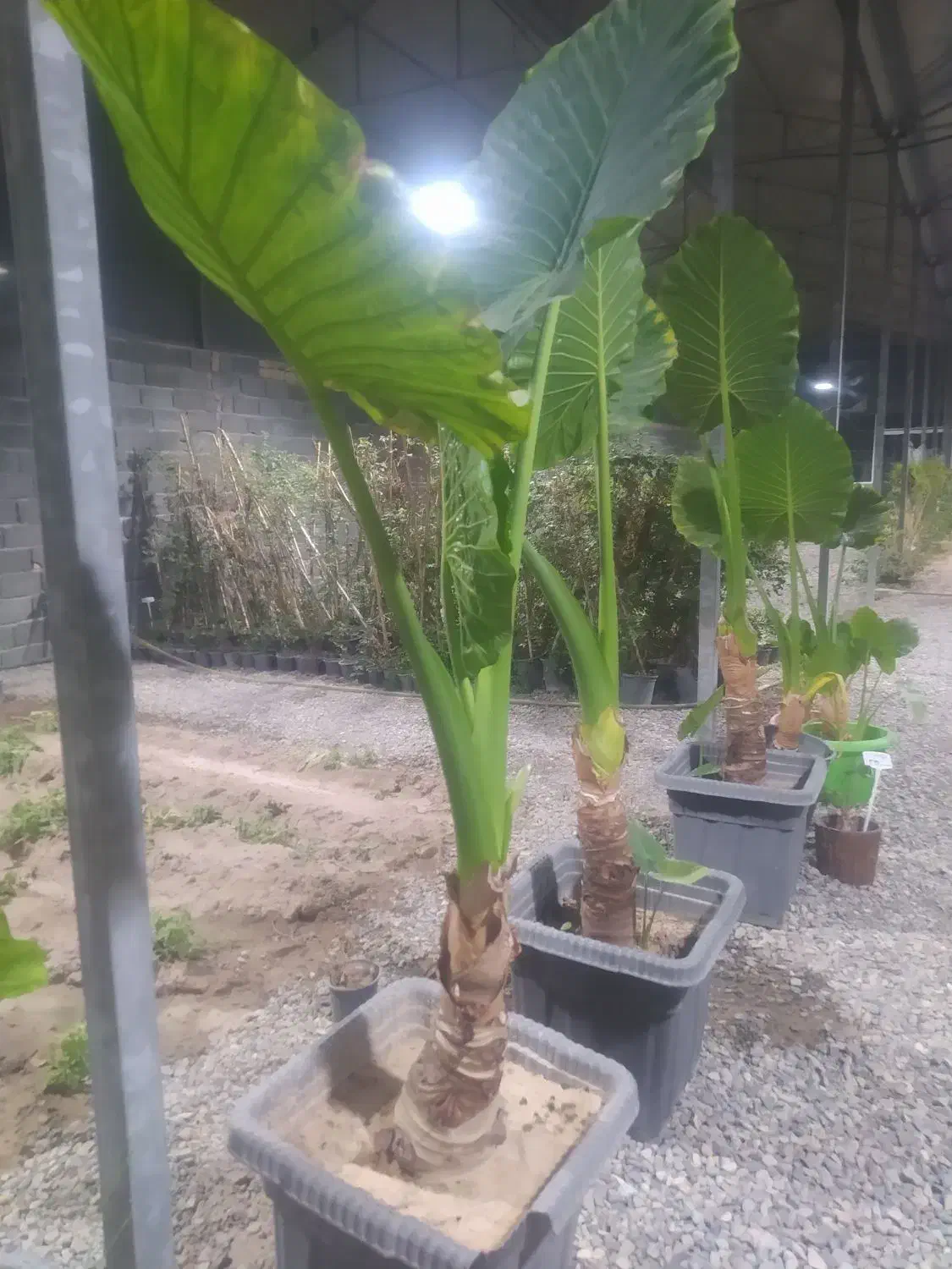 گلهای آپارتمانی|گل و گیاه طبیعی|پاکدشت, پاکدشت (مامازند)|دیوار