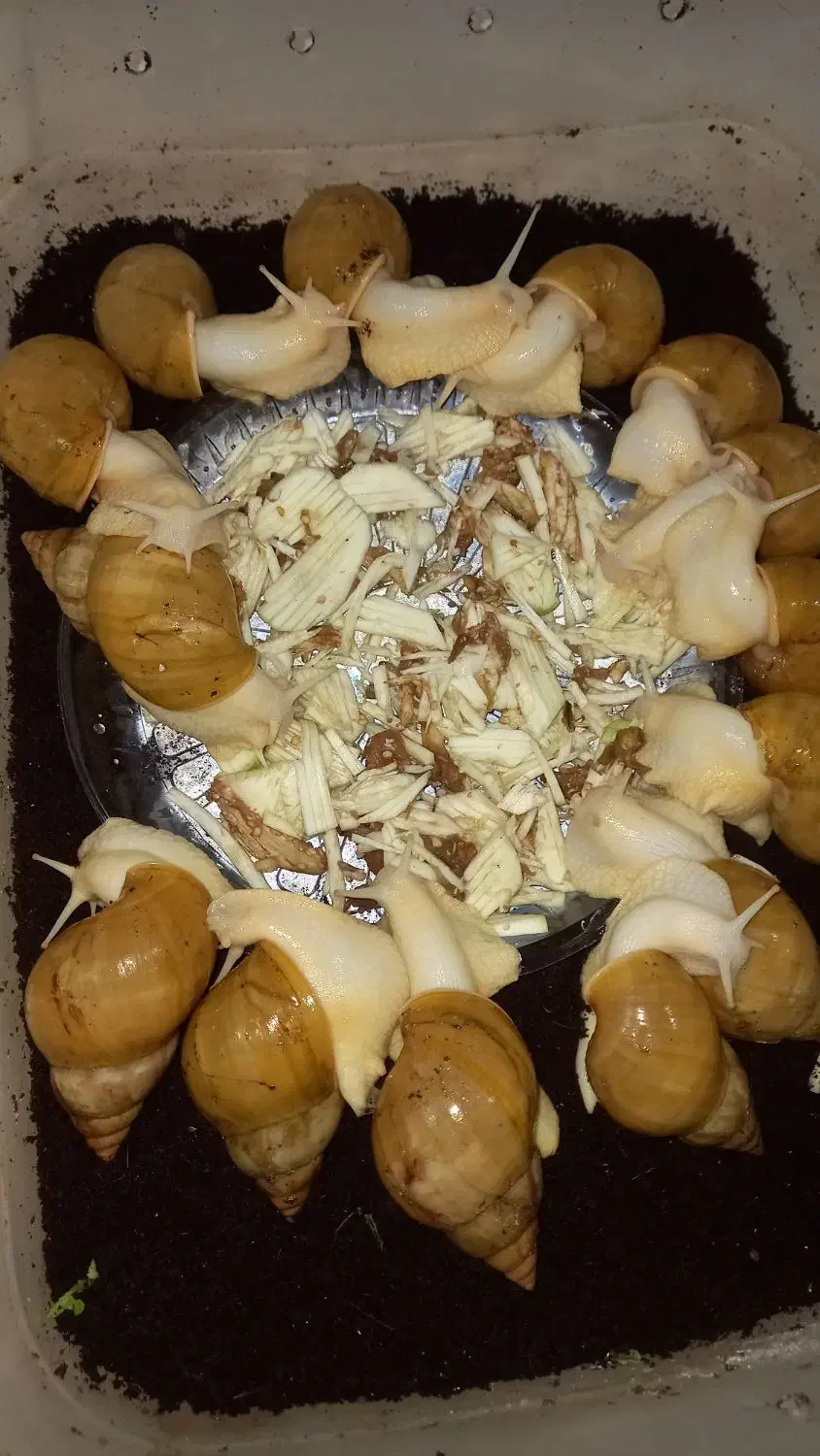 واگذاری ۱۵۰ حلزون مولد آفریقایی|خزنده|کرج, گوهردشت|دیوار