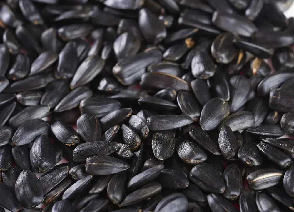 تخمه ریز آفتابگردان|خوردنی و آشامیدنی|مشگین شهر, |دیوار