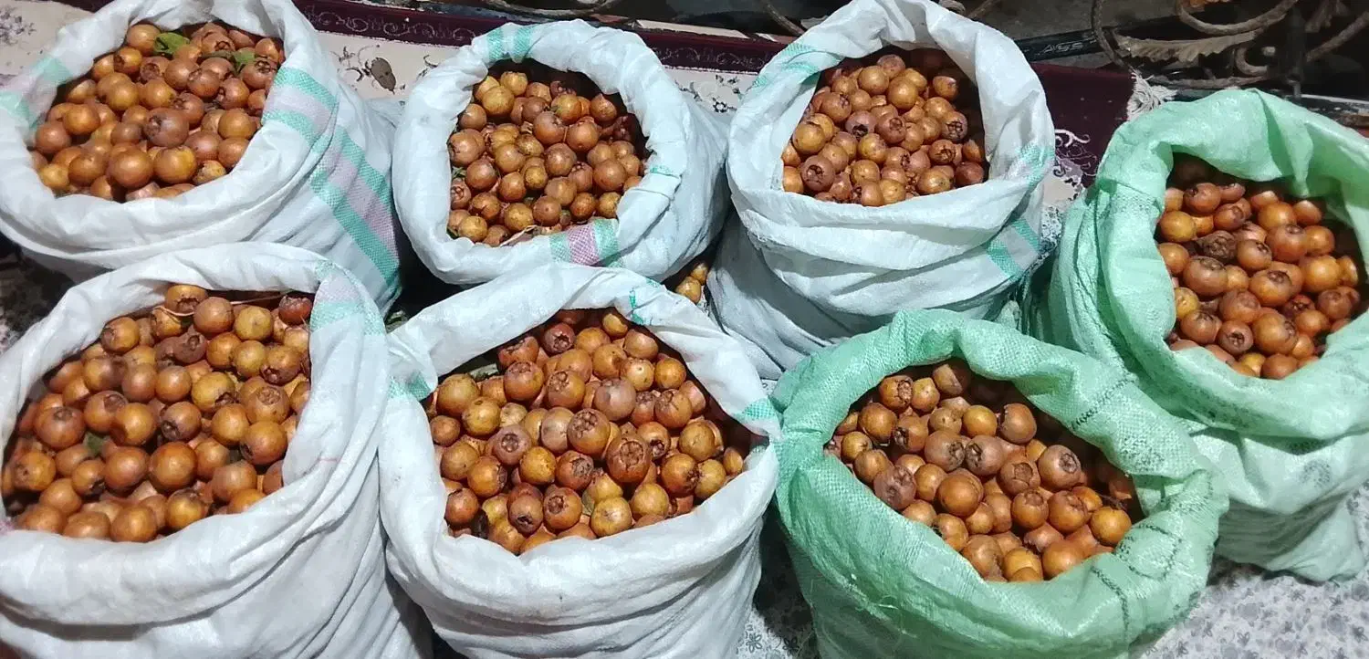 ازگیل پیوندی|خوردنی و آشامیدنی|احمدسرگوراب, |دیوار