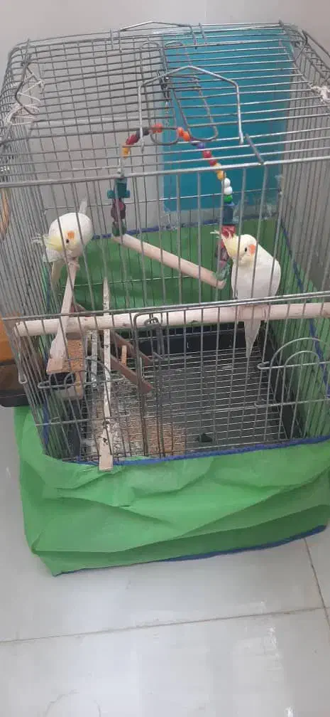 جفت عروس هلندی|پرنده|اهواز, شهرک دانشگاه|دیوار