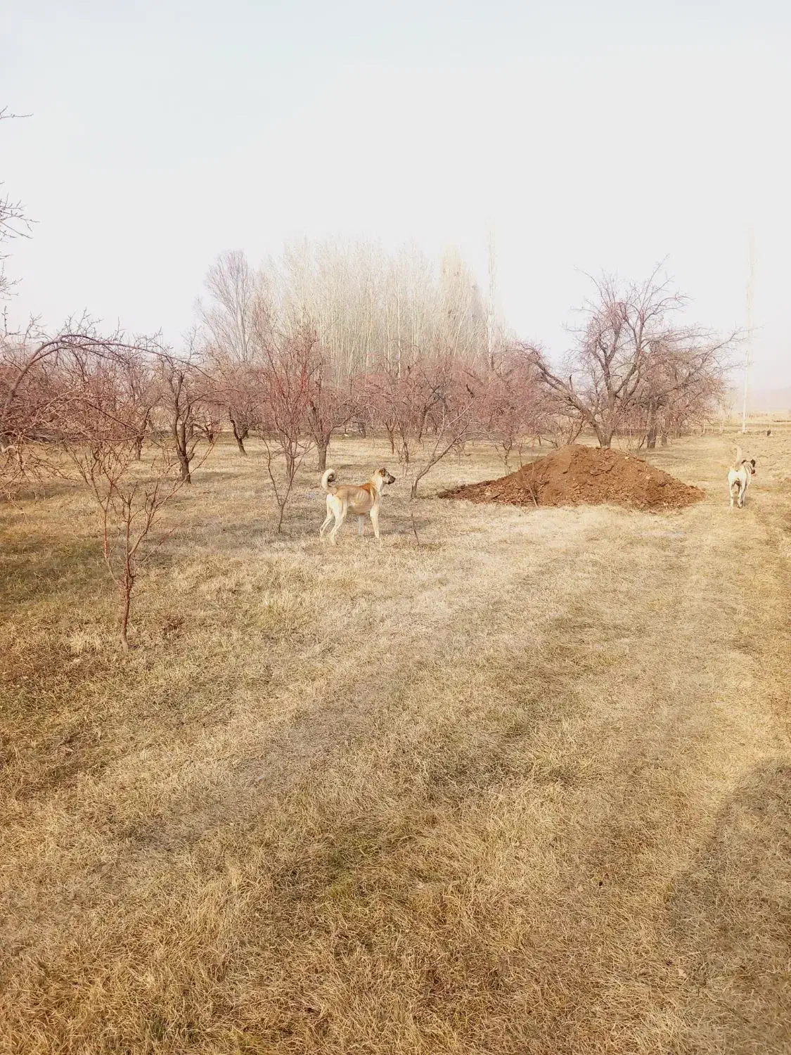 ۱۰۰۰۰۰۰۰۰|سگ|سلماس, |دیوار