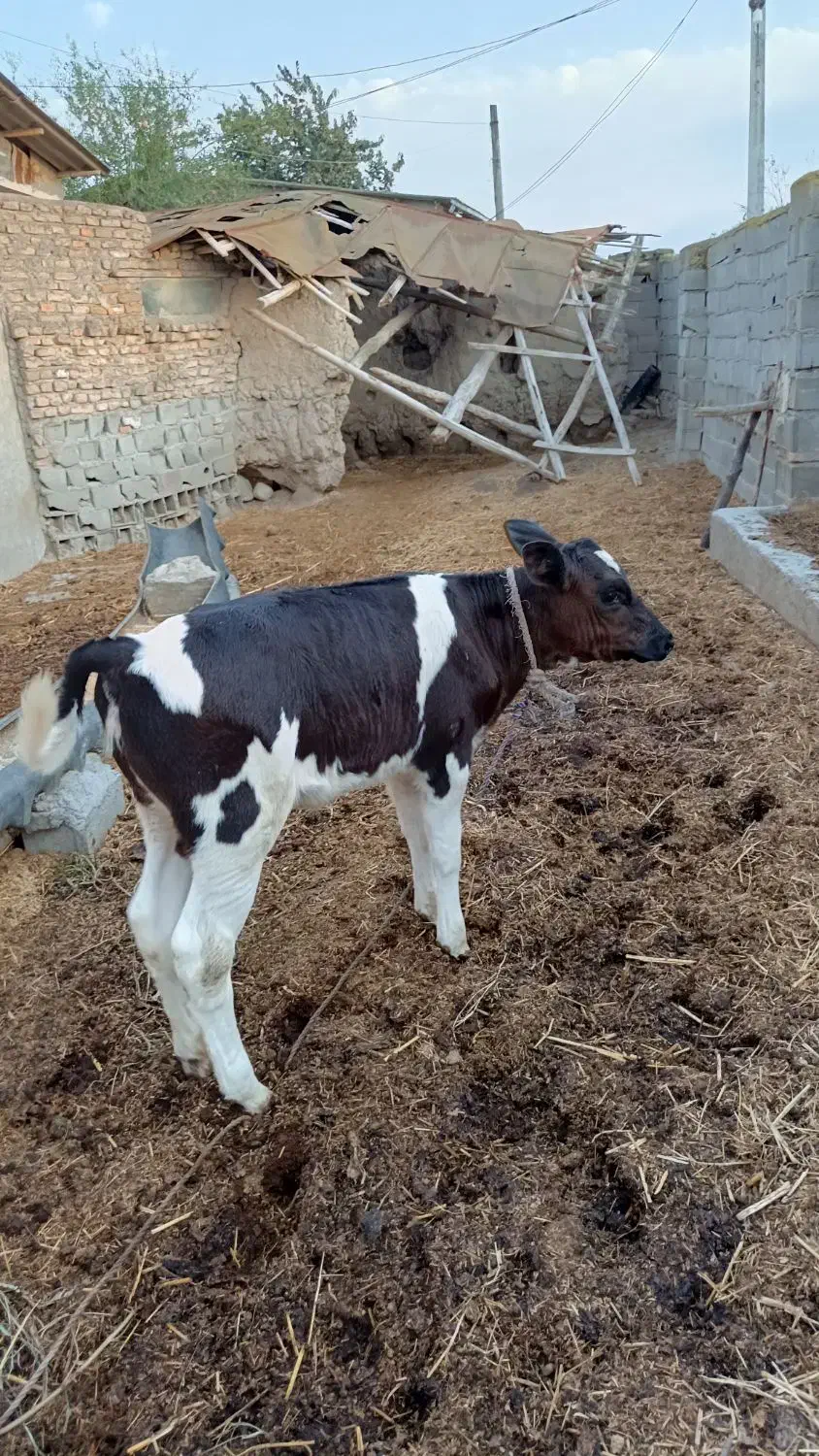 گوساله ماده|حیوانات مزرعه|گرگان, |دیوار