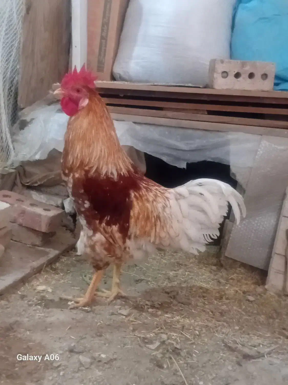 خروس|حیوانات مزرعه|ماکو, |دیوار