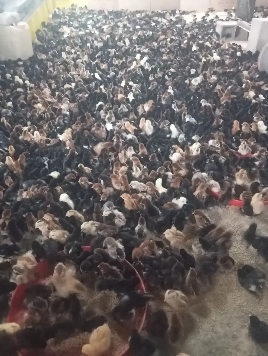 جوجه محلی 5روزه|حیوانات مزرعه|نیشابور, بلوار گلها|دیوار