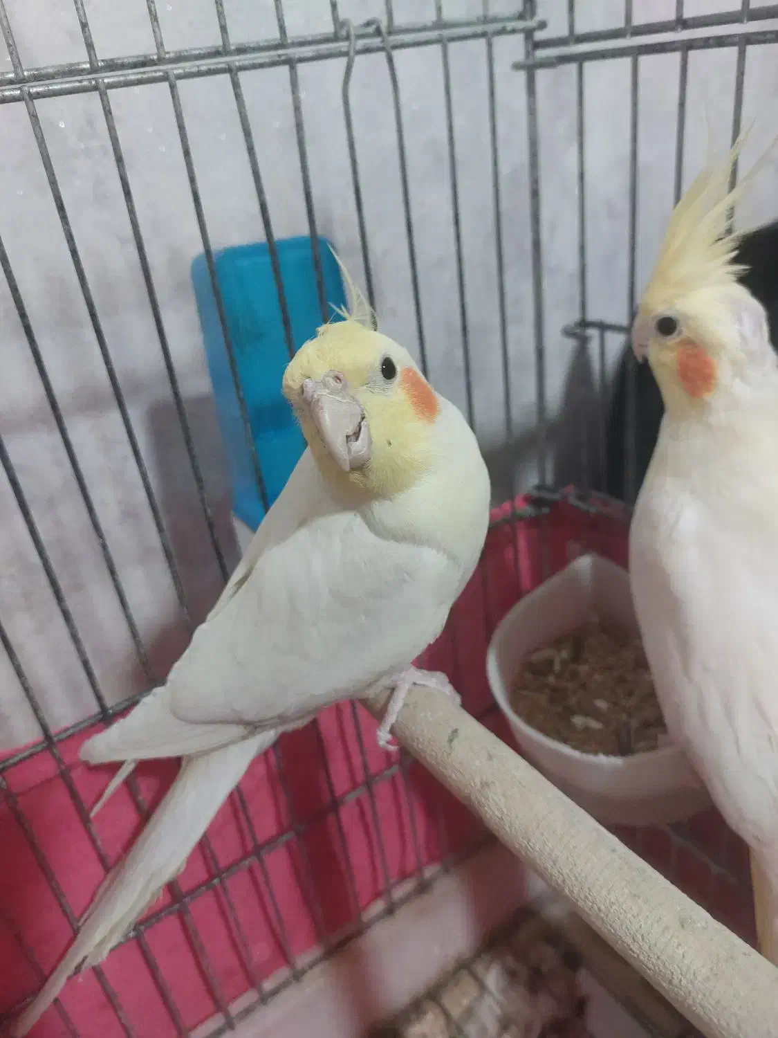 جفت مولد عروس هلندی|پرنده|احمدسرگوراب, |دیوار