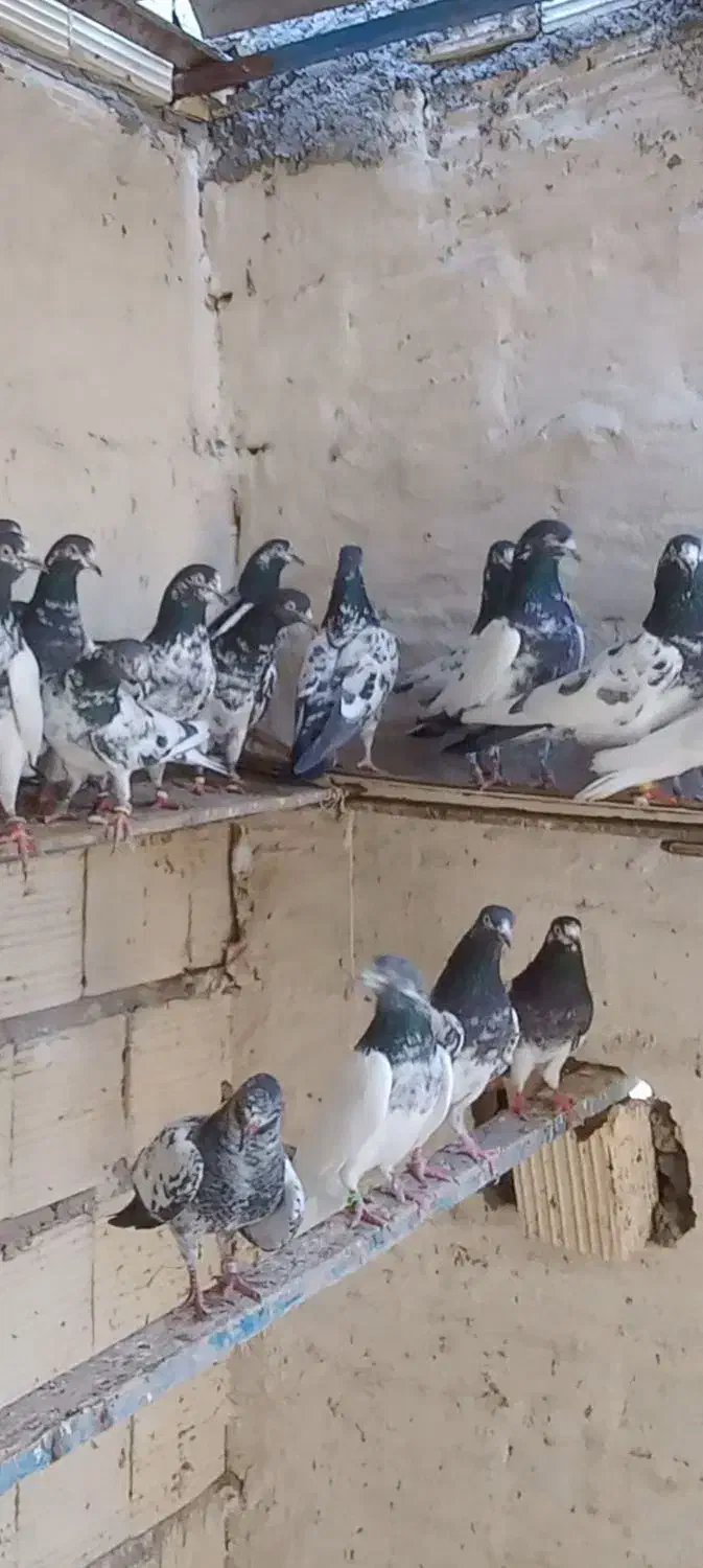 فروشی|پرنده|قشم, |دیوار