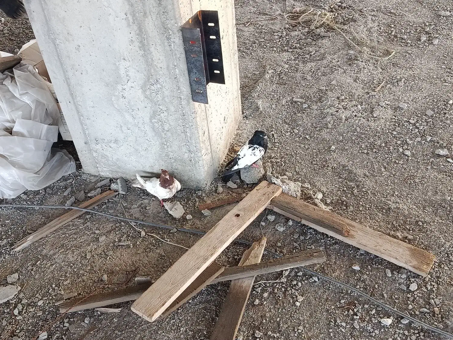 کبوتر|پرنده|تبریز, |دیوار