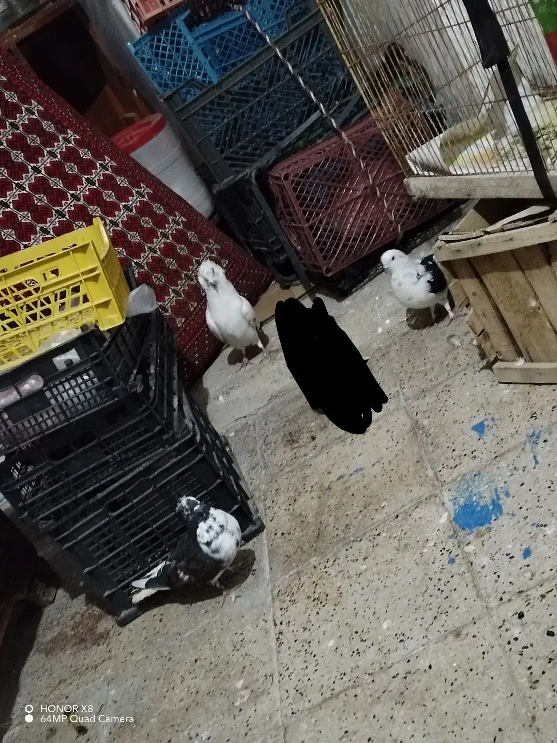 فروش3 کبوتر|پرنده|مهدی شهر, |دیوار