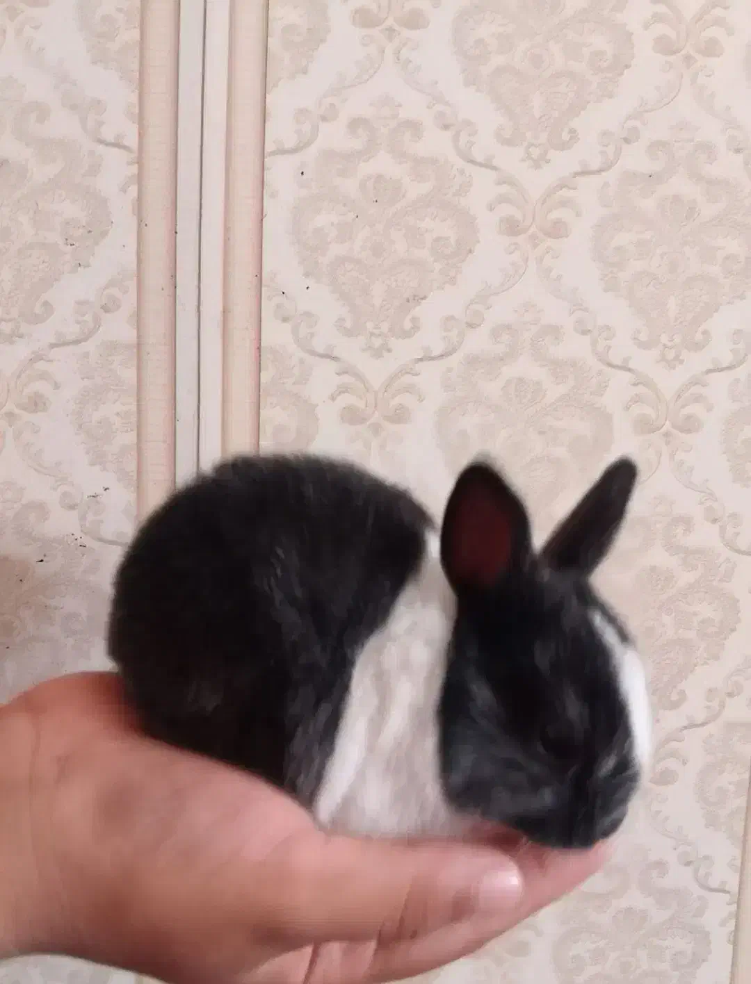 خرگوش خانگی زیبا|موش و خرگوش|خورموج, |دیوار