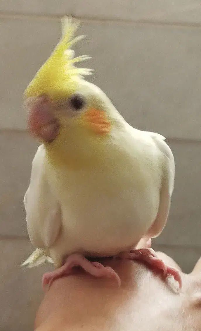 لوتینوچشم شرابی|پرنده|یزد, |دیوار