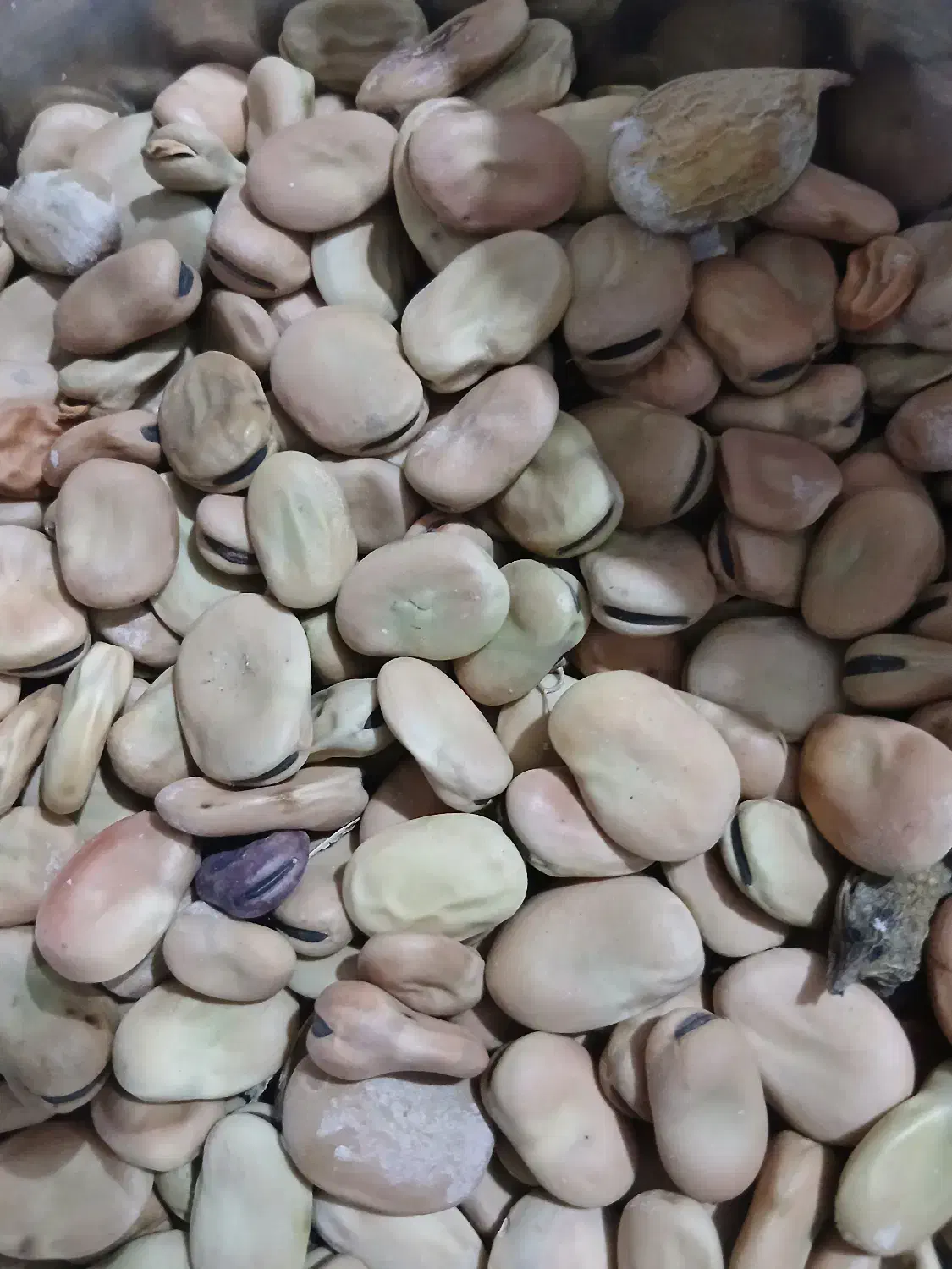 باقله‌شاخ‌بزی|خوردنی و آشامیدنی|ویسیان, |دیوار