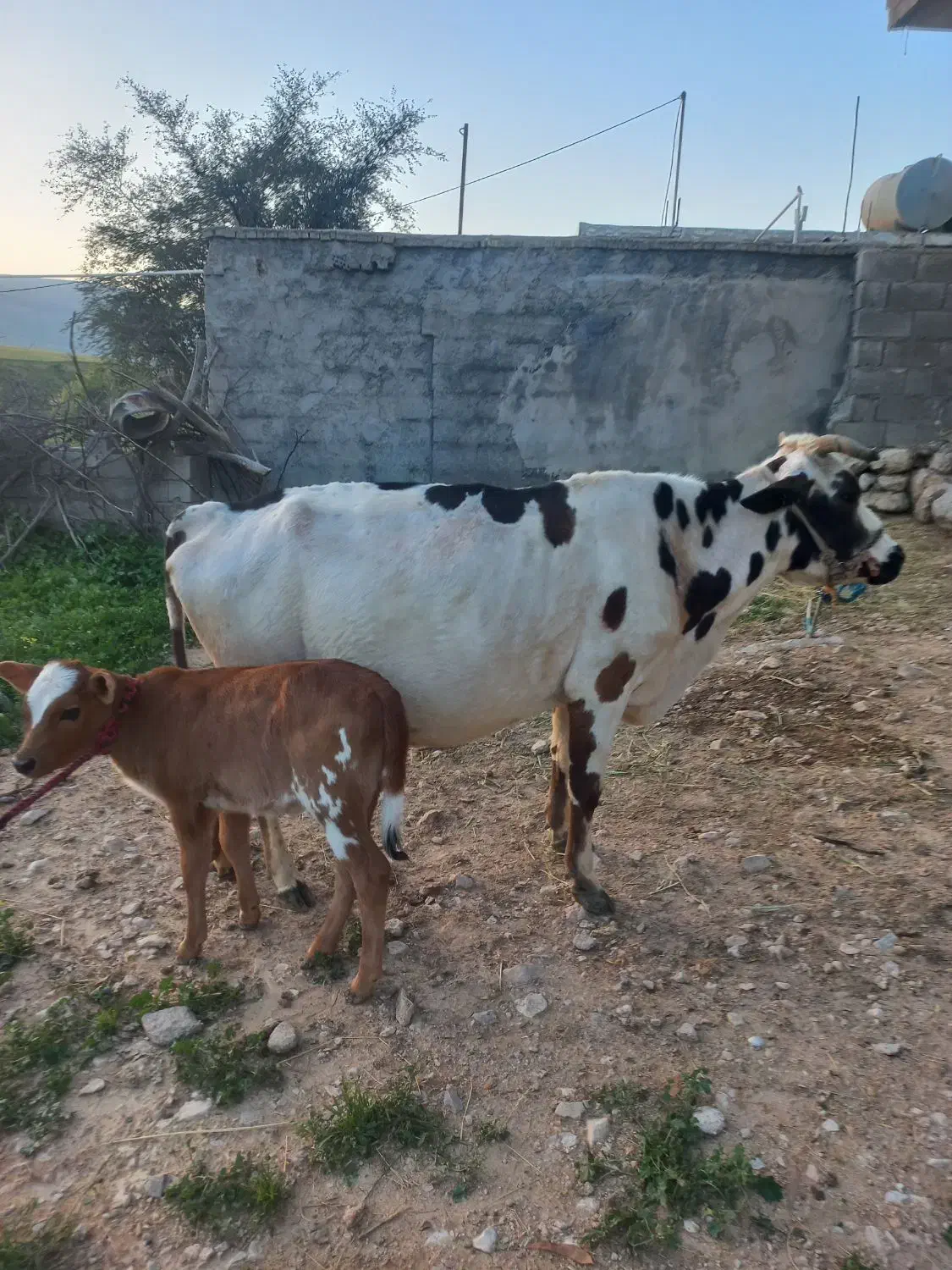 گاو‌|حیوانات مزرعه|ایذه, |دیوار