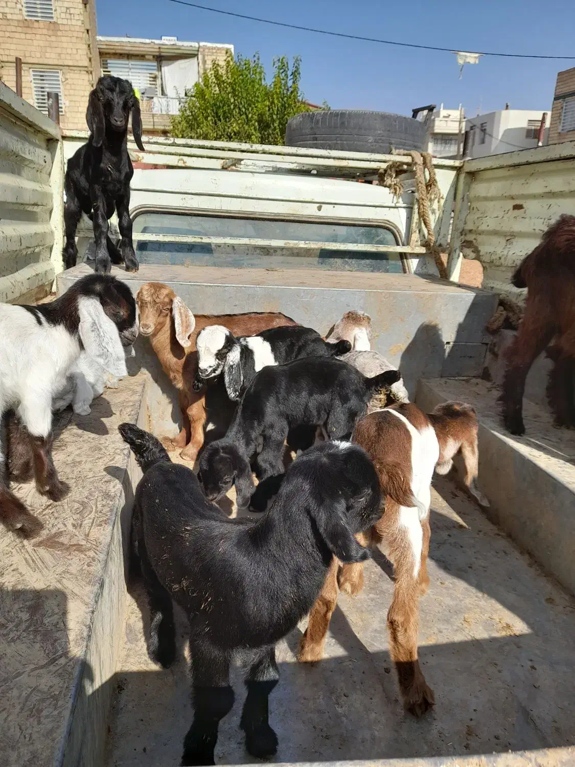 بزغاله های کوچک|حیوانات مزرعه|کوهدشت, |دیوار