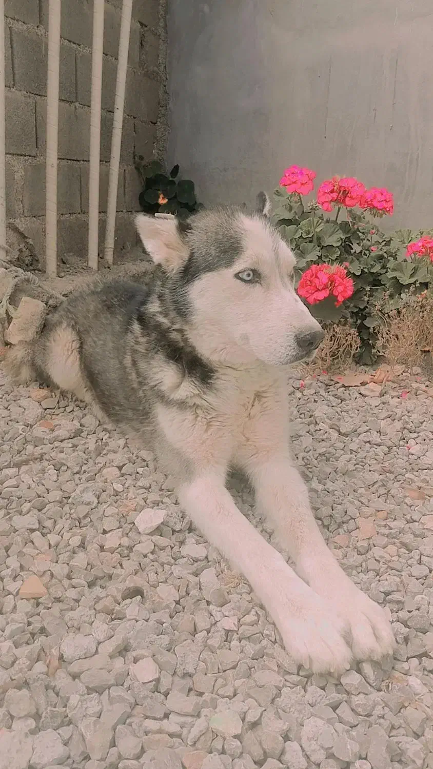 سگ هاسکی تعلیم دیده گوش بگیر|سگ|یاسوج, |دیوار