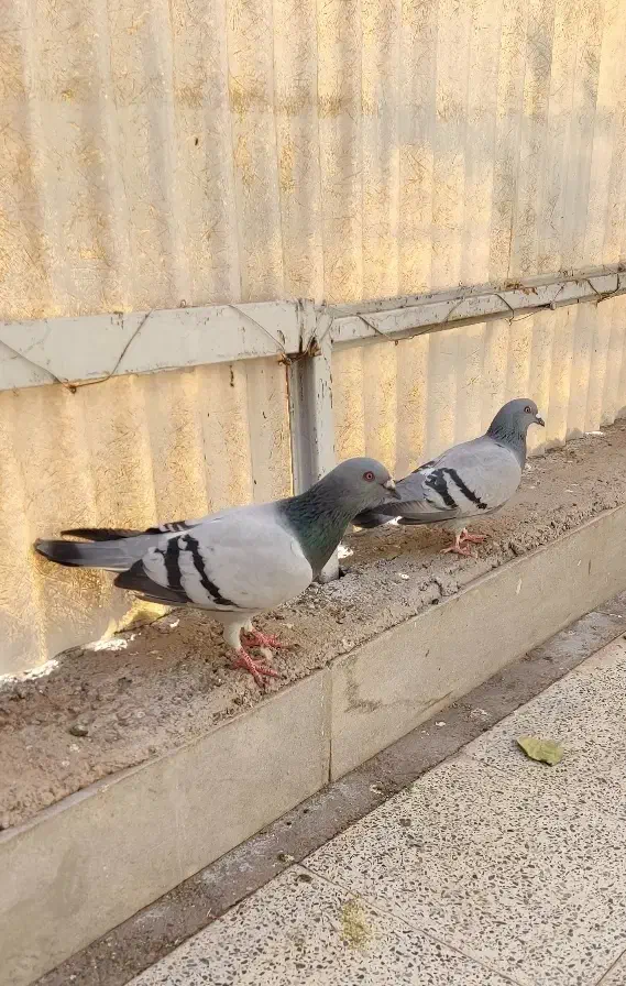 جفت سبز|پرنده|کرمان, |دیوار