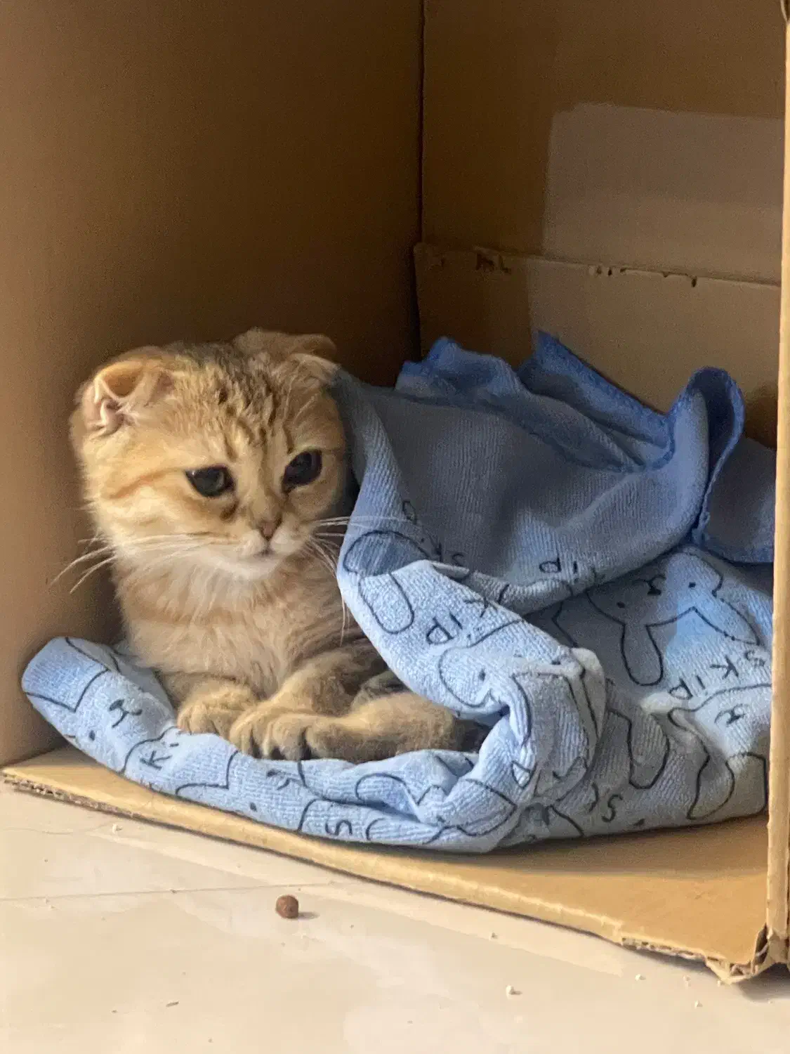 گربه اسکاتیش خاص ماده|گربه|ری, شهرک نظامی|دیوار