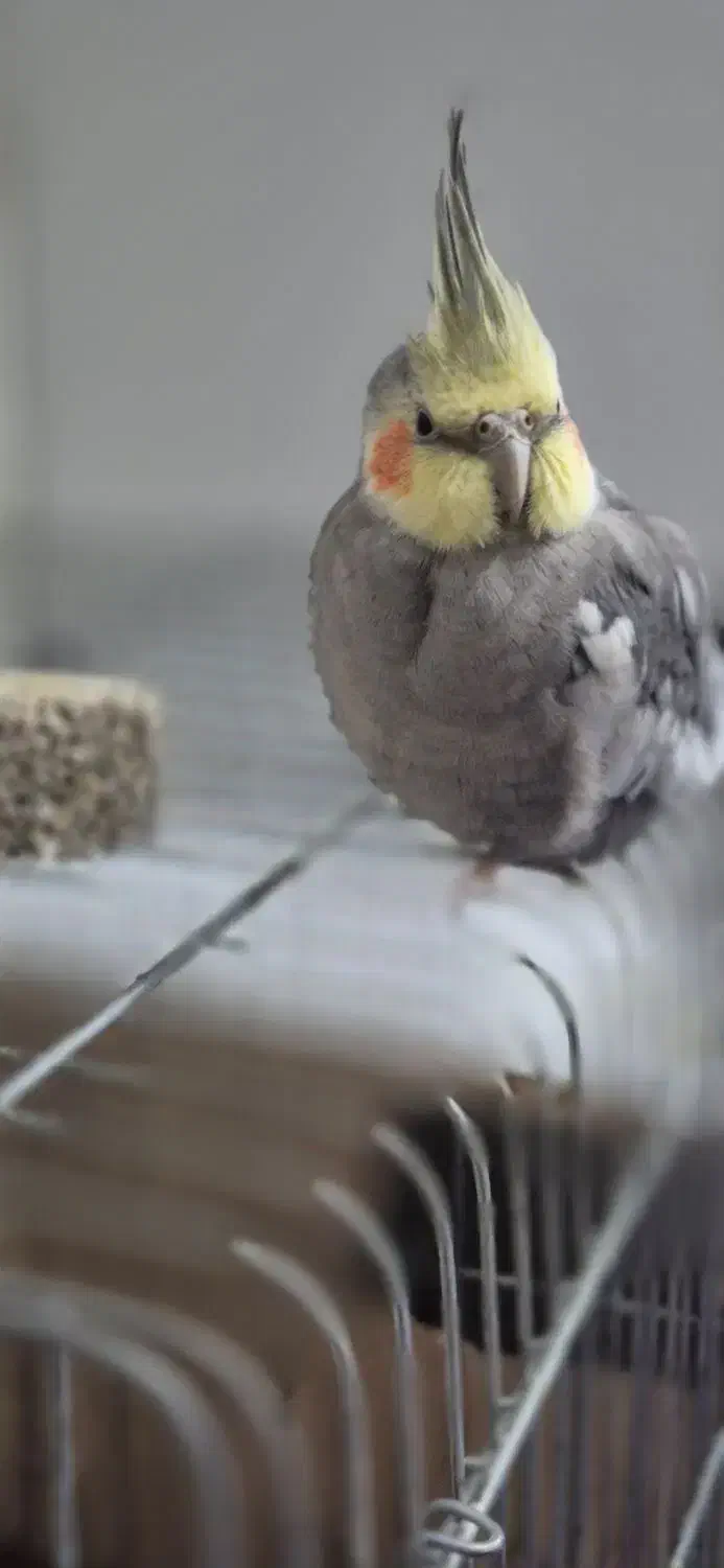 عروس هلندی|پرنده|گلستان (تهران), |دیوار