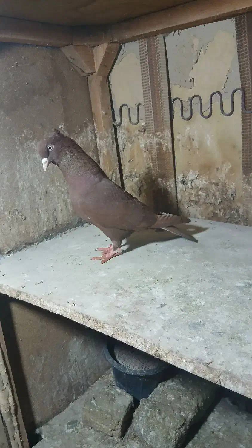 مادها اماده به جفت|پرنده|بجنورد, |دیوار