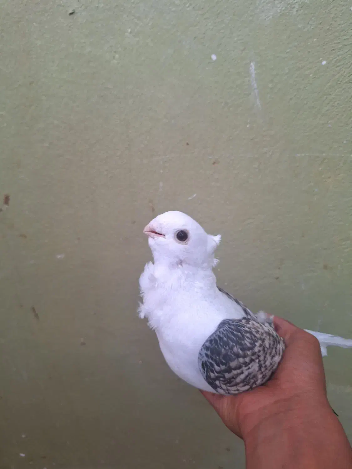 کبوتر بلژیکی|پرنده|ساری, |دیوار