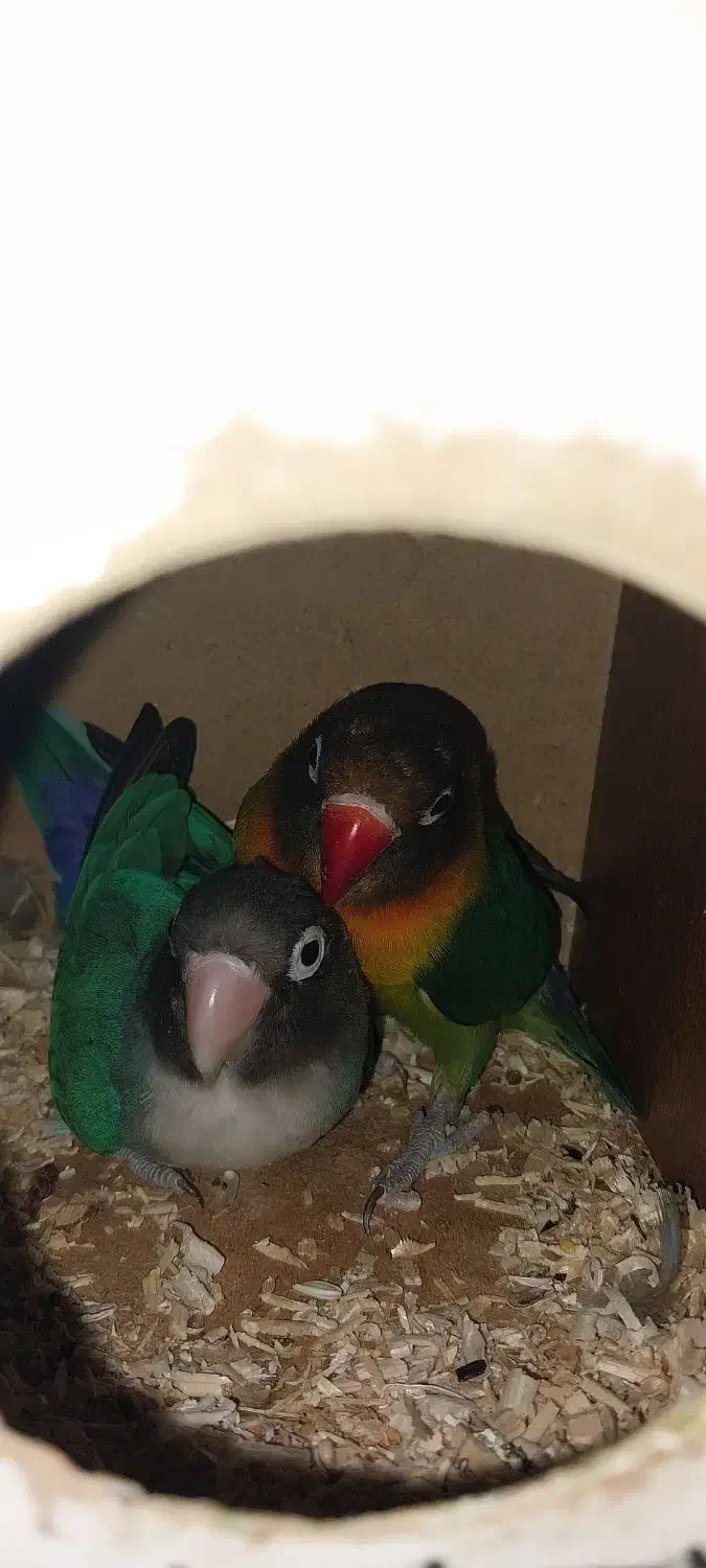 طوطی برزیلی مولد باقفس ولانه رنگ خاص|پرنده|سرپل ذهاب, |دیوار