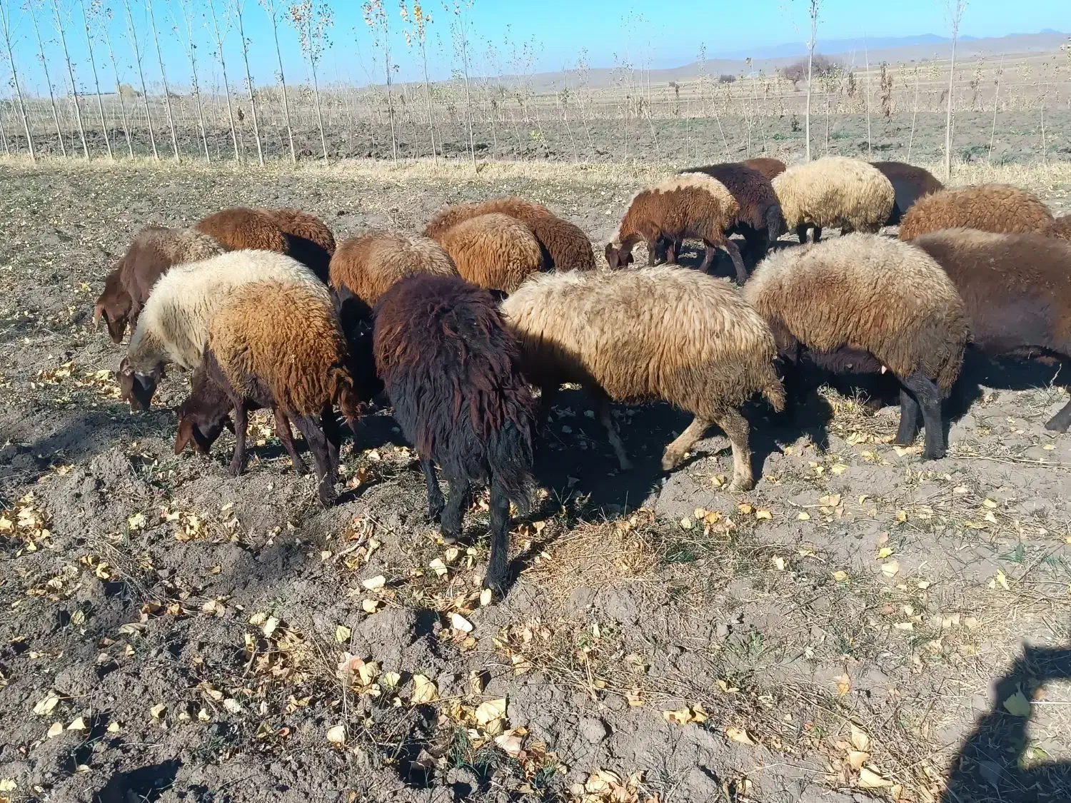 ۲۰ راس گوسفند|حیوانات مزرعه|ویلکیج, |دیوار