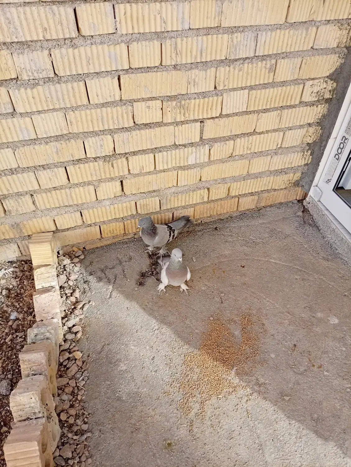 یک‌جفت‌کبوتر‌پلاکی‌به‌شرط|پرنده|اقلید, |دیوار