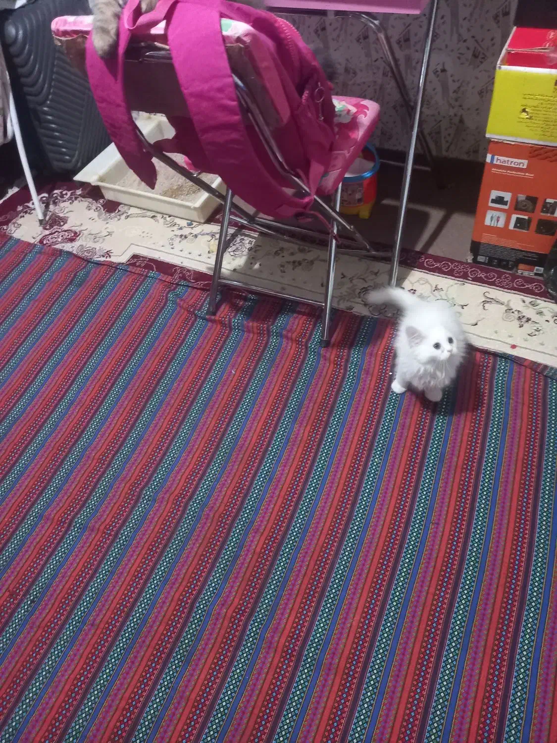 گربه پرشین ۶ماهه سفید حرف گوش کن|گربه|بجنورد, |دیوار