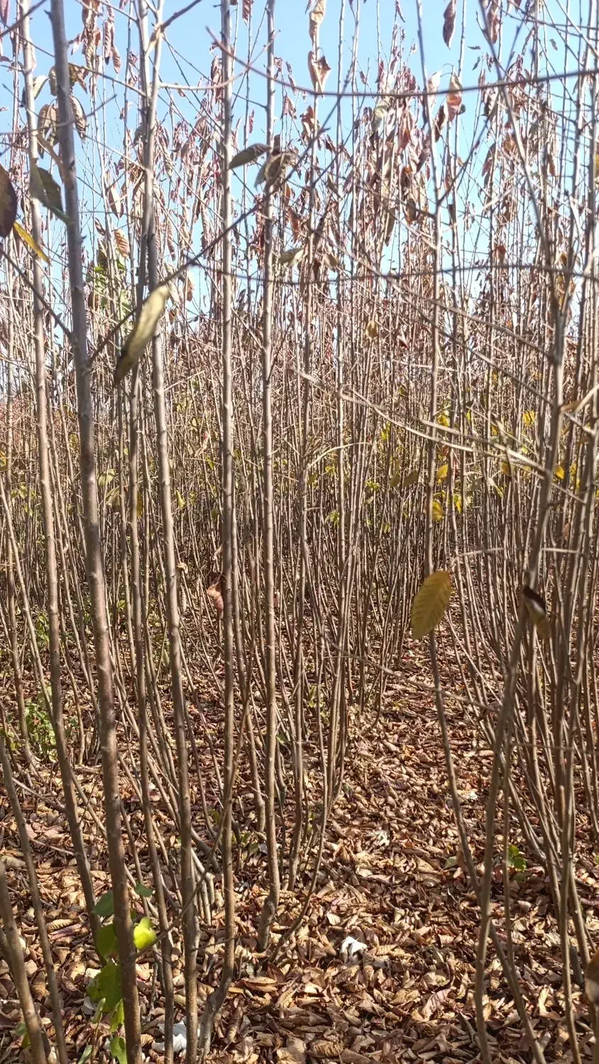 فـروش نـها.ل با مشاوره تمامی مراحل کاشت ونگهداری|خدمات باغبانی و درختکاری|سنقر, |دیوار