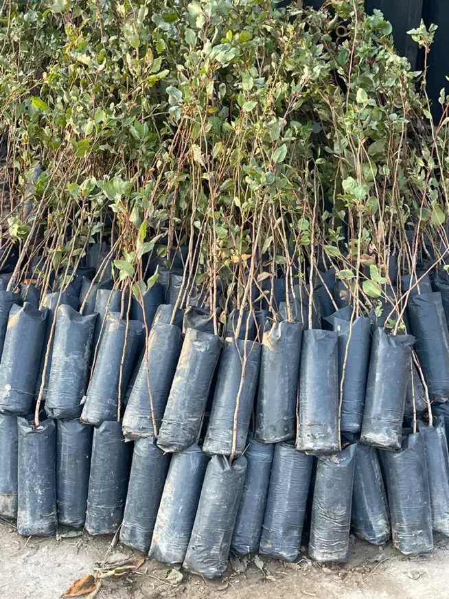 باسلام خدمت دوستان|گل و گیاه طبیعی|صوفیان, |دیوار