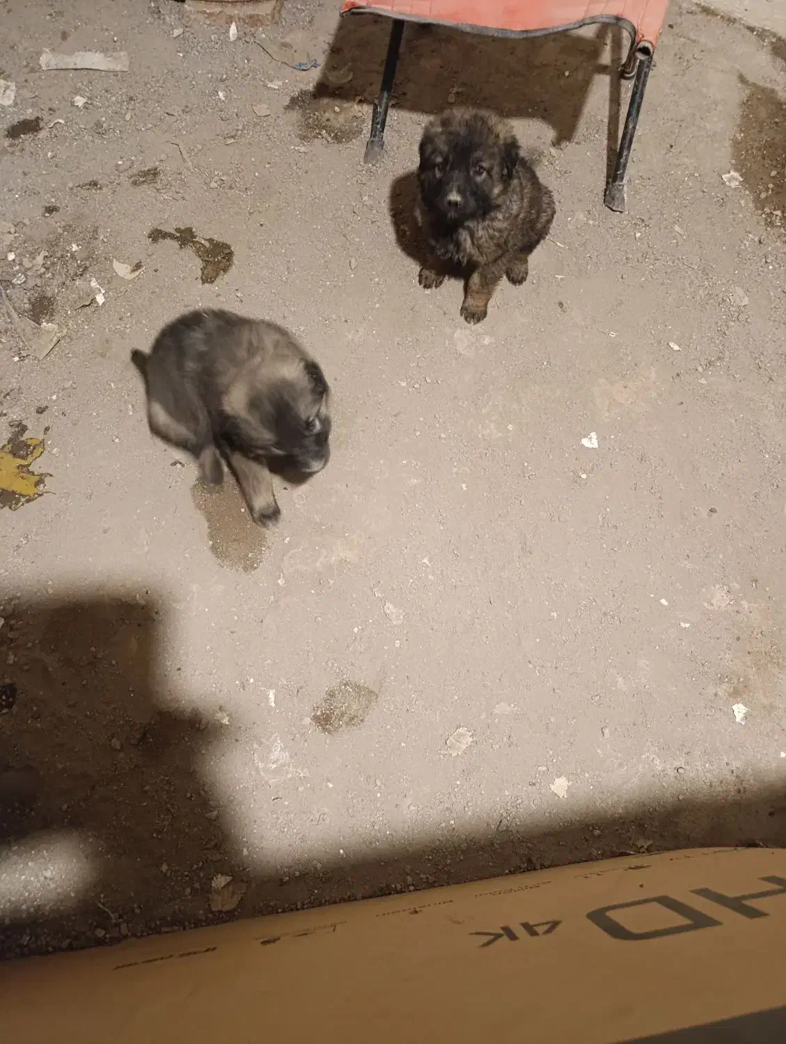 سگ نژاد سرابی رایگان معاوضه با مرغ|سگ|تبریز, |دیوار