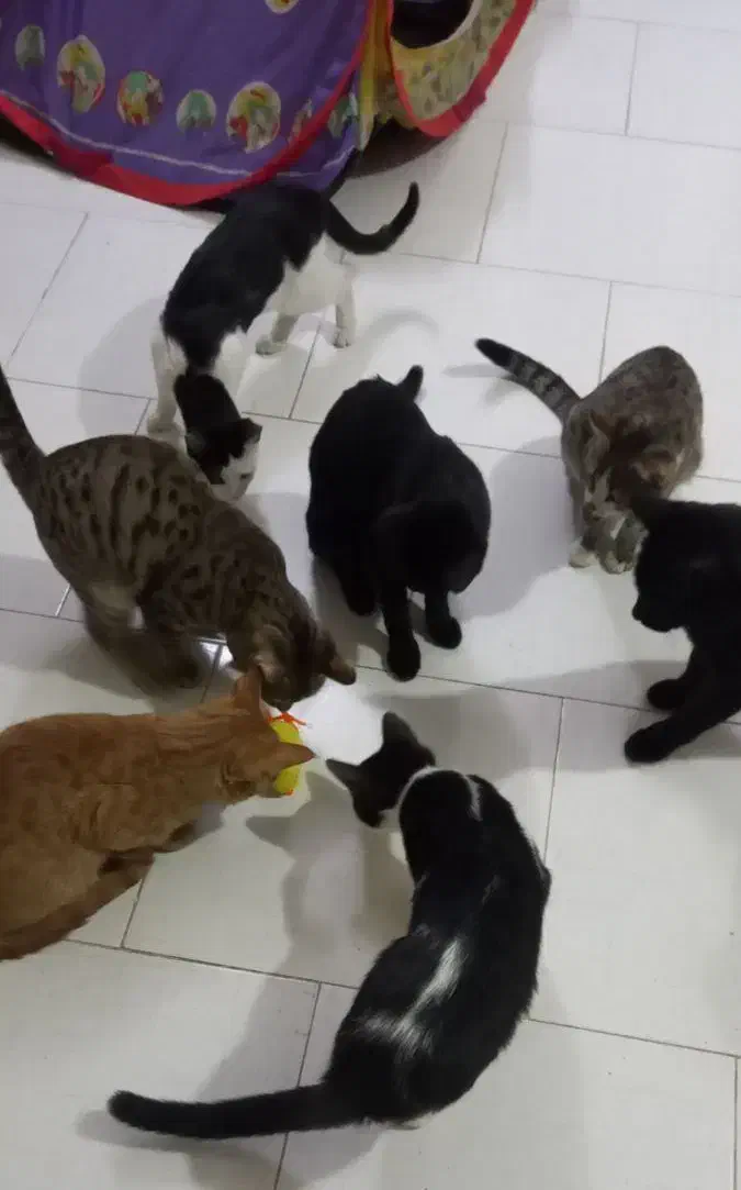 نگهداری شبانه روزی سگ و گربه در منزل|خدمات پیشه و مهارت|اصفهان, خانه اصفهان|دیوار