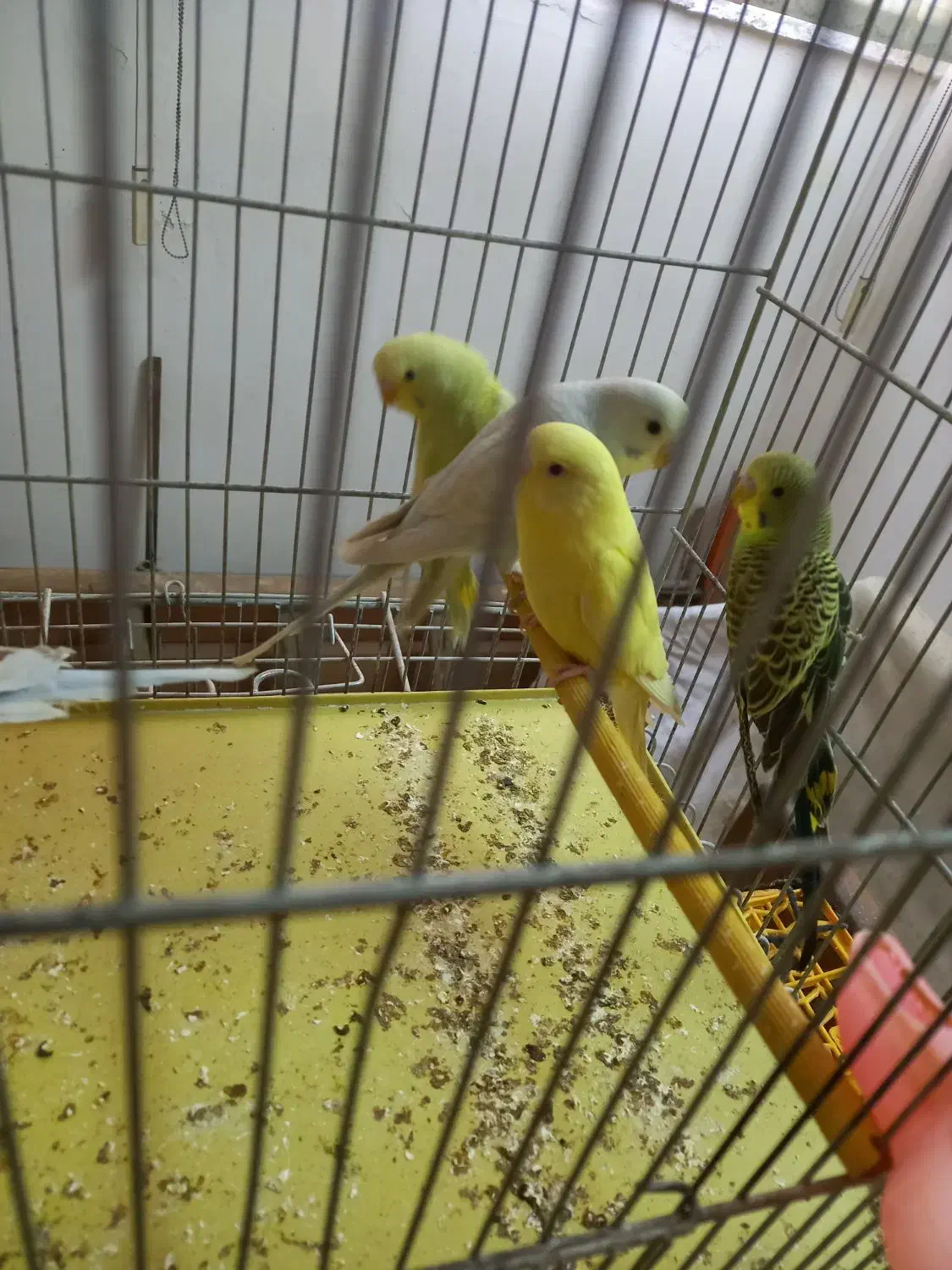 مرغ عشق|پرنده|بروجرد, |دیوار