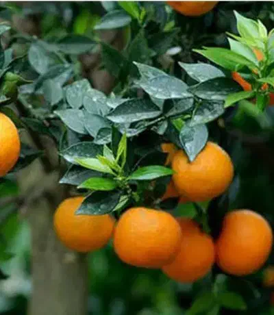 نارنج نقدا خریدارم|خدمات باغبانی و درختکاری|ساری, |دیوار