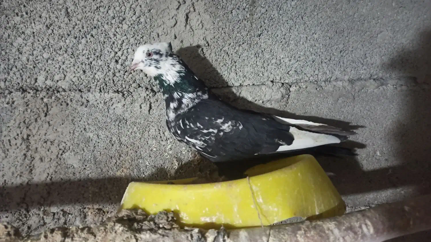 کبوتر|پرنده|دورود, |دیوار