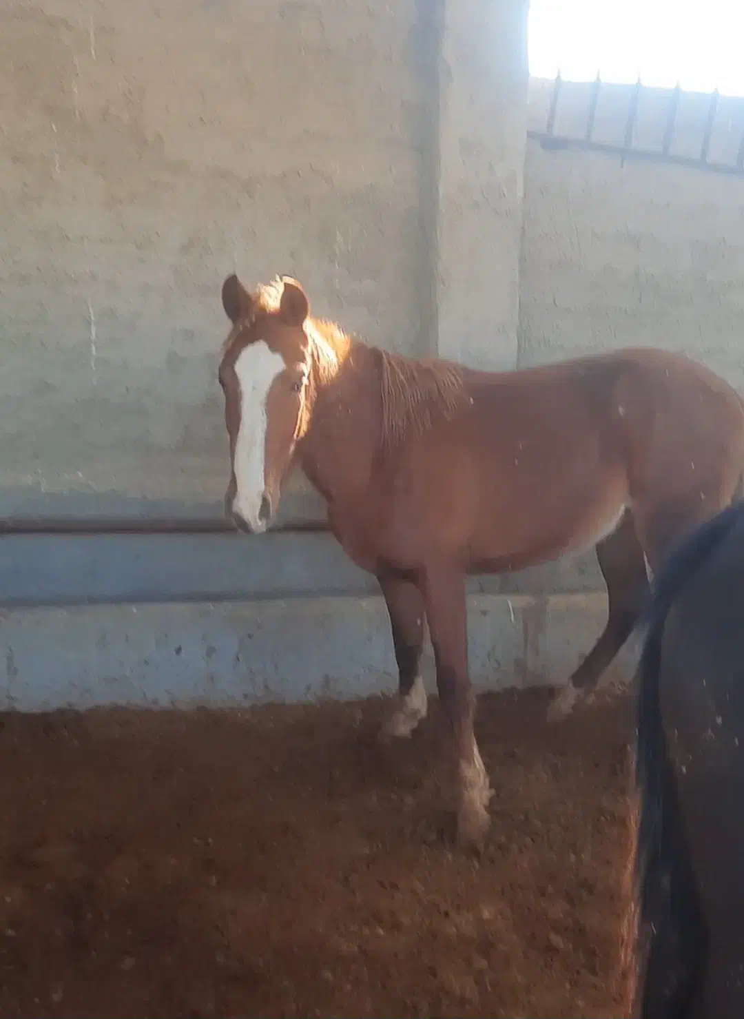 کره نریون ۲ ساله|اسب و تجهیزات اسب‌سواری|بومهن, |دیوار