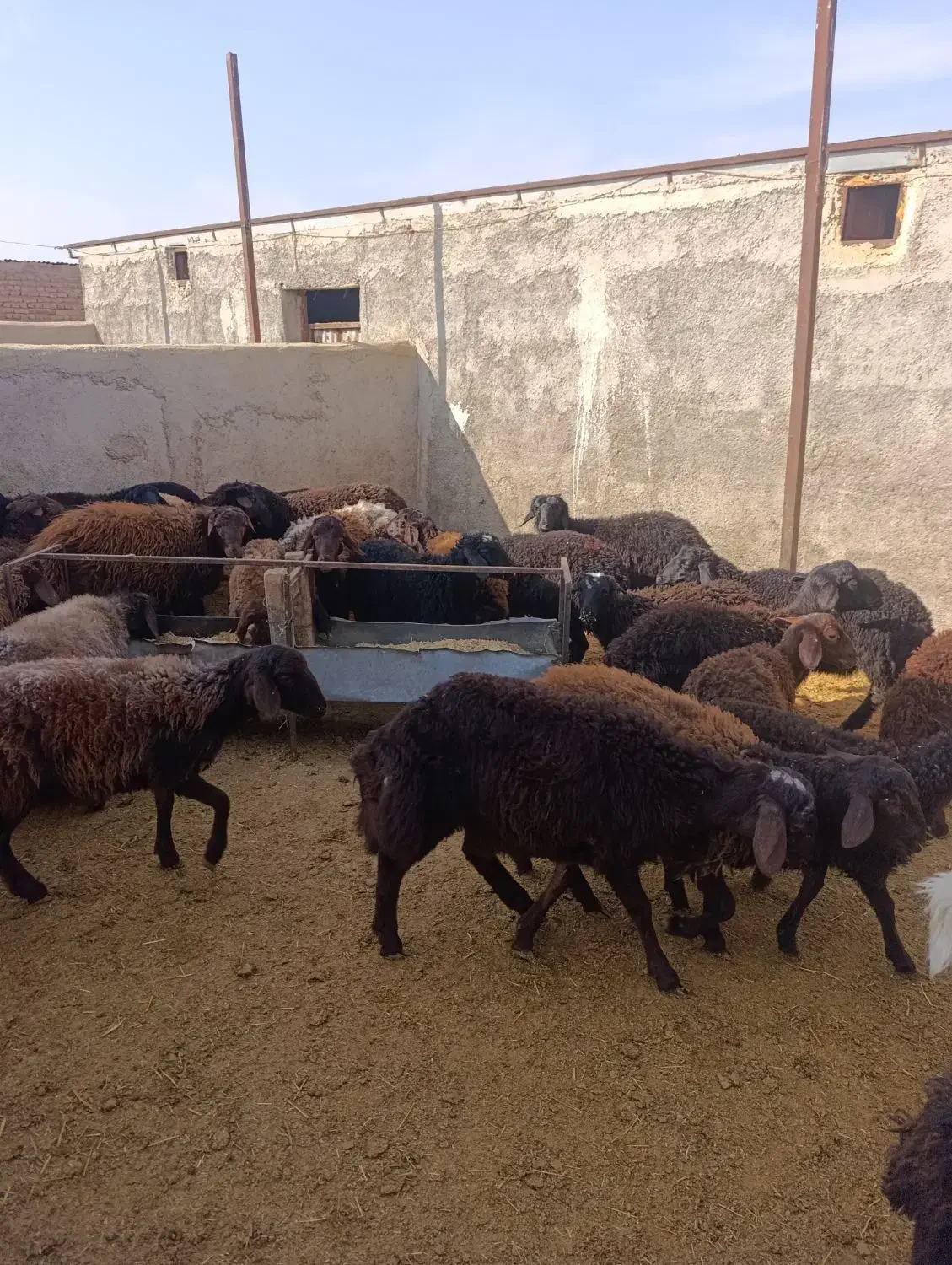 بره نر|حیوانات مزرعه|اسفرورین, |دیوار