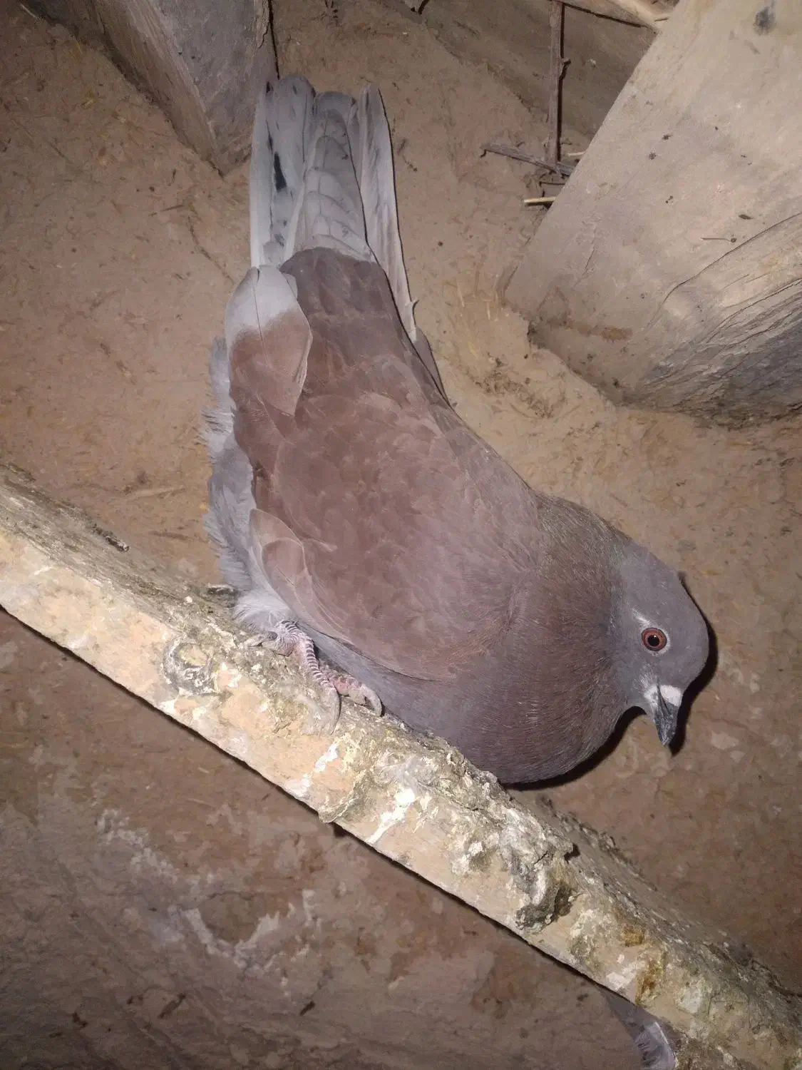 کبوتر|پرنده|گل تپه, |دیوار