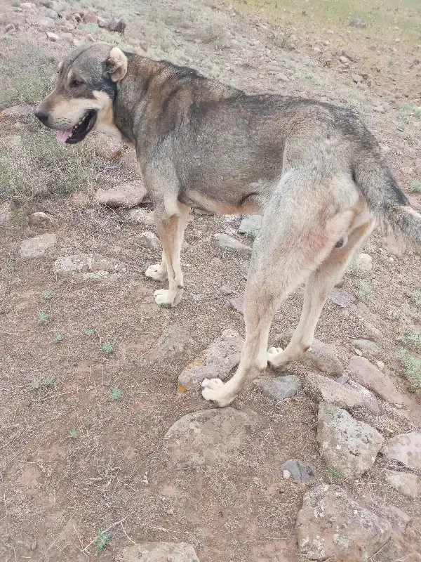 حیوون اصیل و گله ای|سگ|یامچی, |دیوار