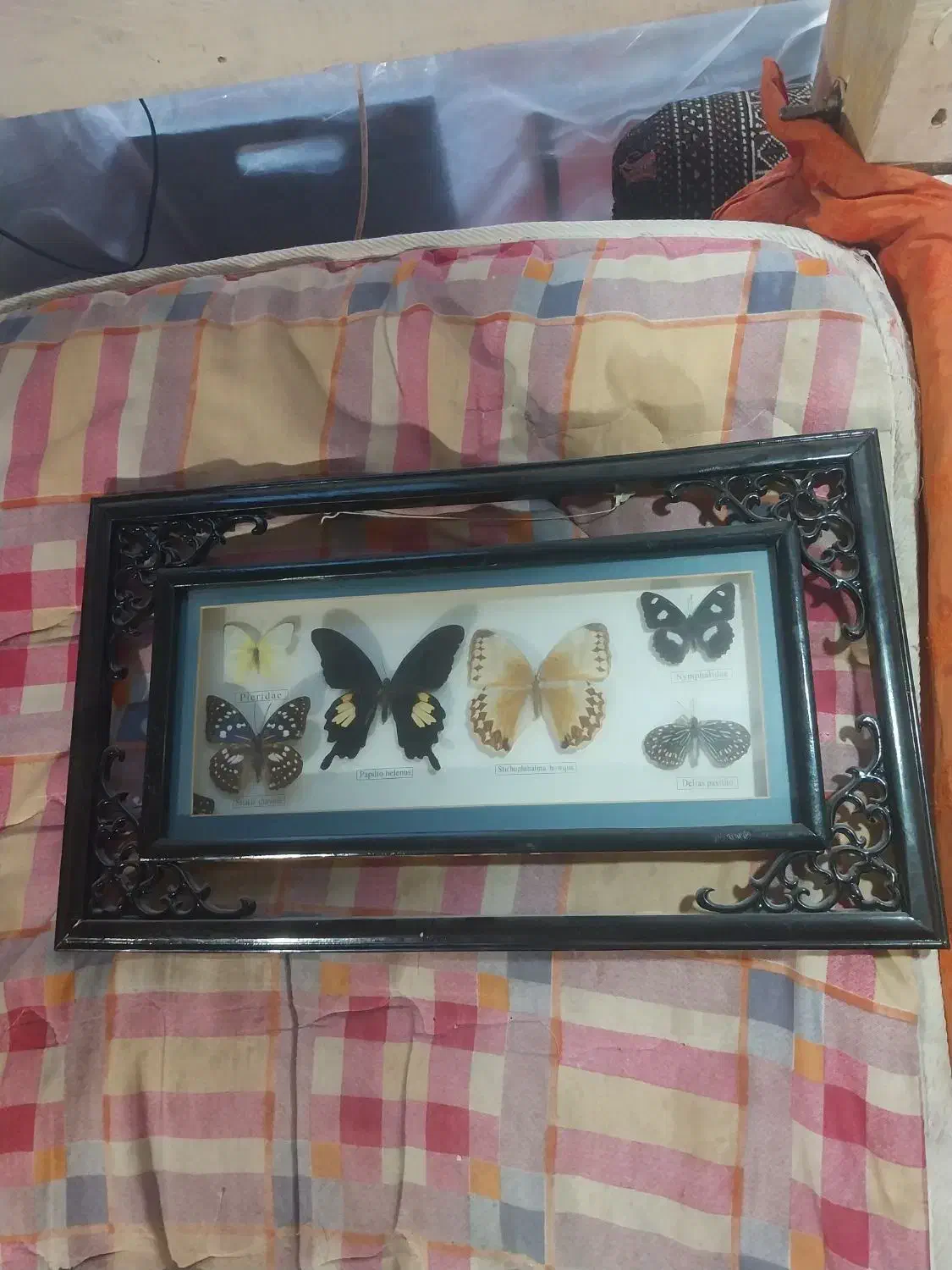 پروانه تابلو شده|صنایع دستی و سایر لوازم تزئینی|اردبیل, |دیوار