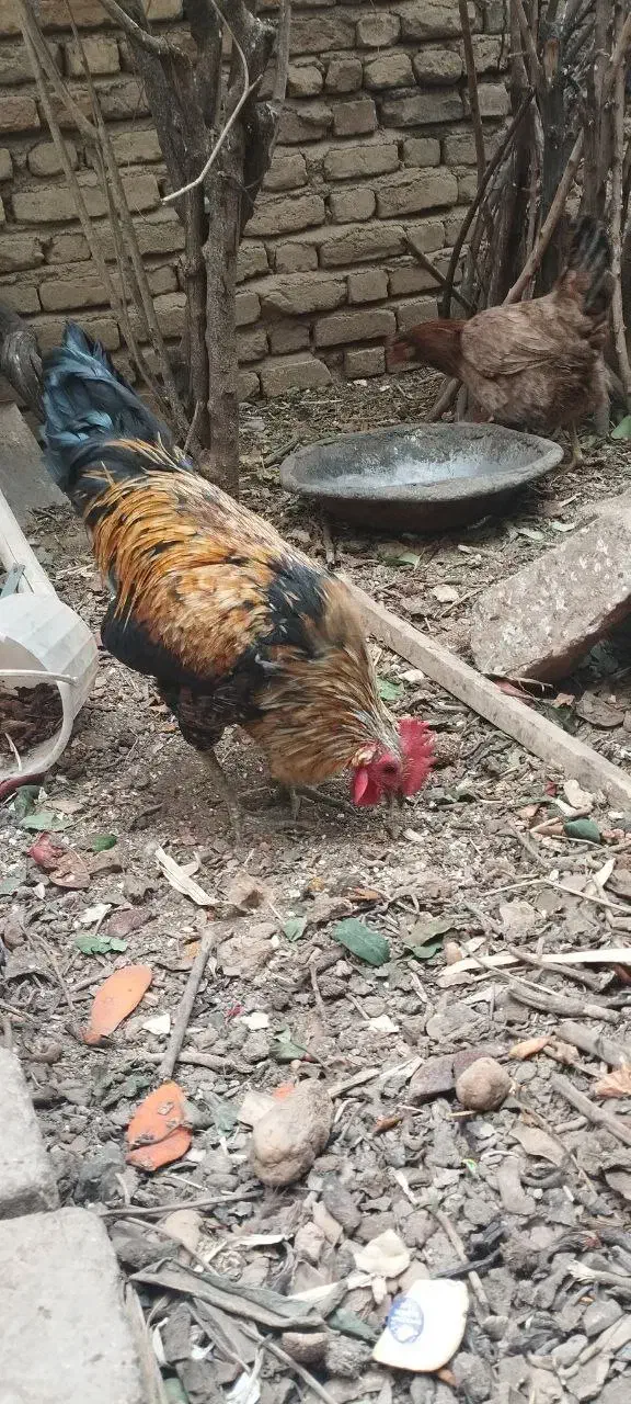 خروس سالم|حیوانات مزرعه|بروجرد, |دیوار