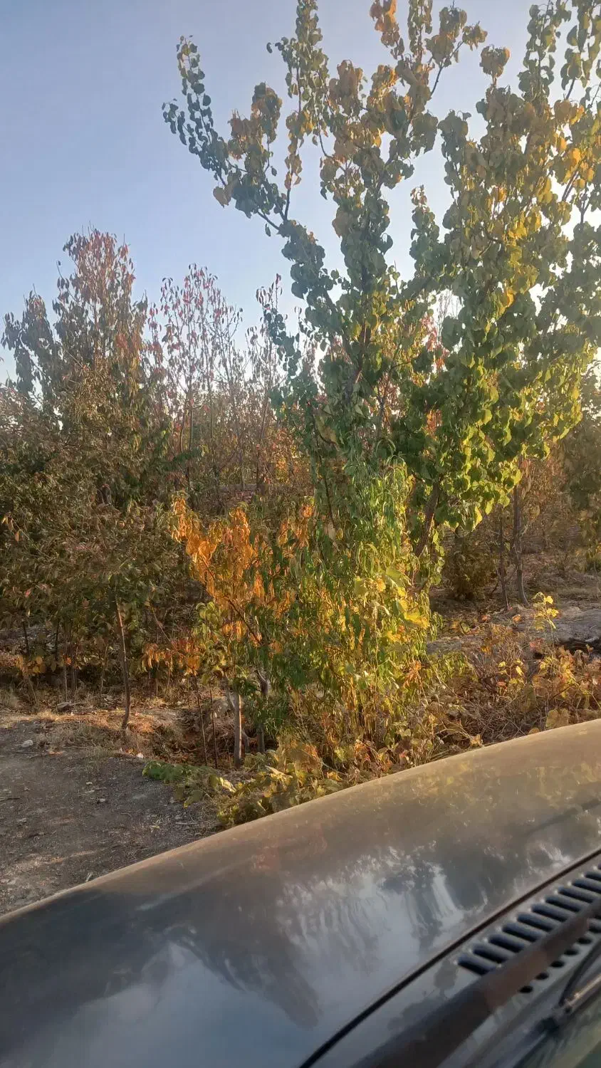 انواع باغ کشاورزی در روستای گلاباد موجود است|فروش خانه و ویلا|صوفیان, |دیوار