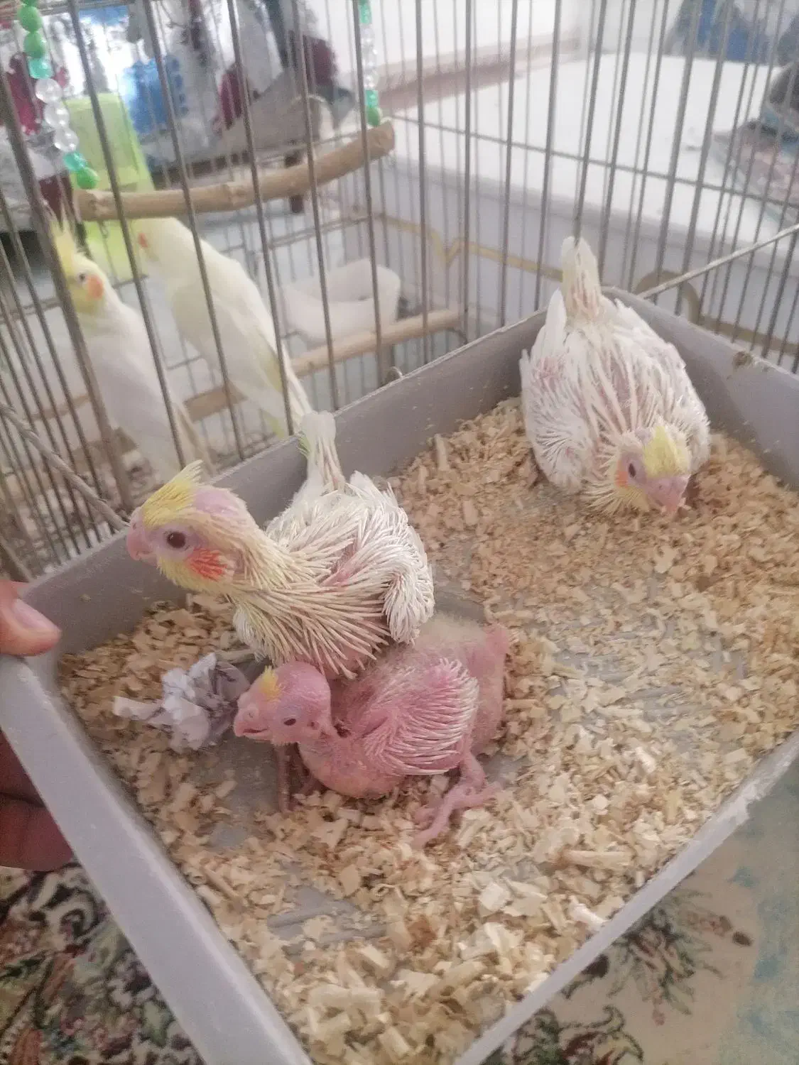 سرلاکی لوتینو و عروس مولد 1.700|پرنده|قیدار, |دیوار