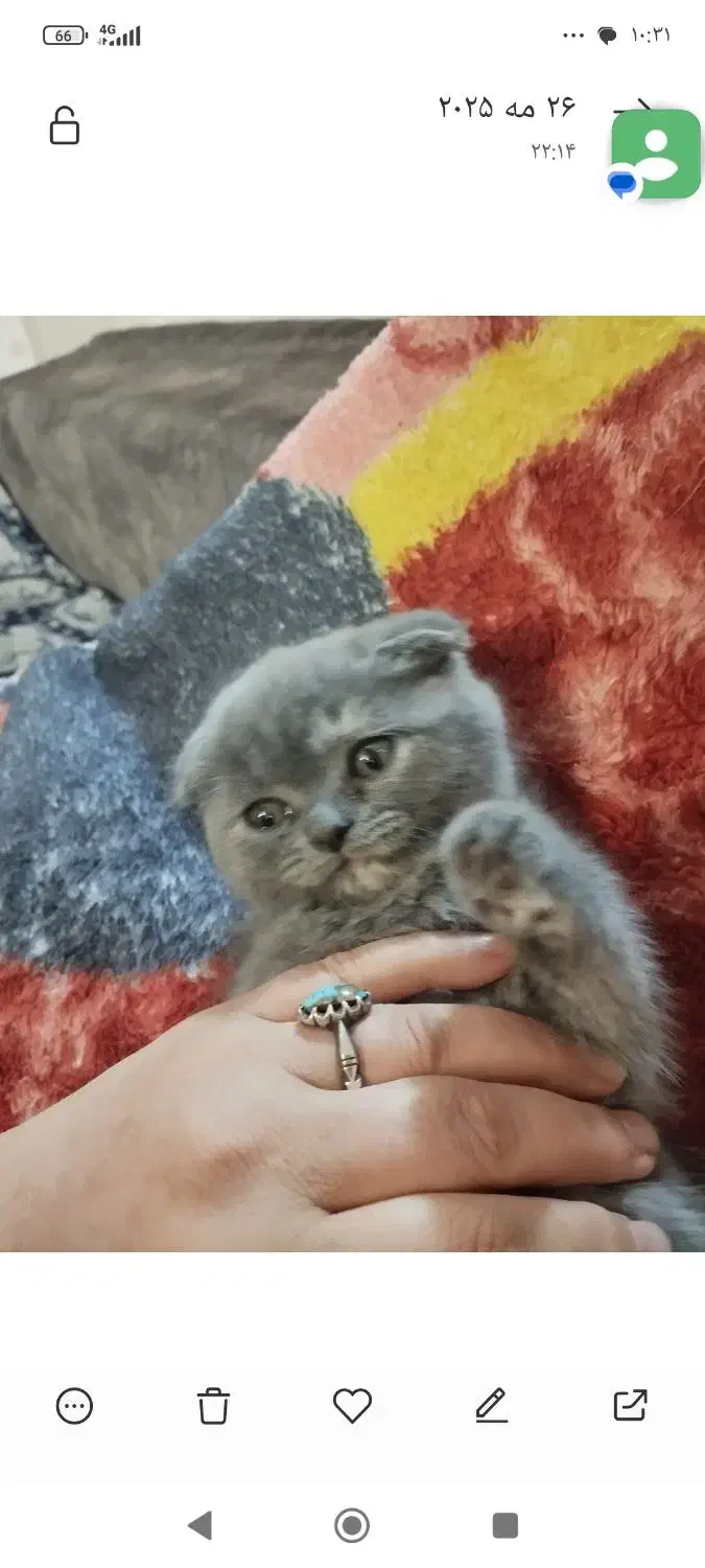 اسکاتلیش دبل فولد هفت ماهه بسیار اروم و مهربان|گربه|تهران, آبشار|دیوار