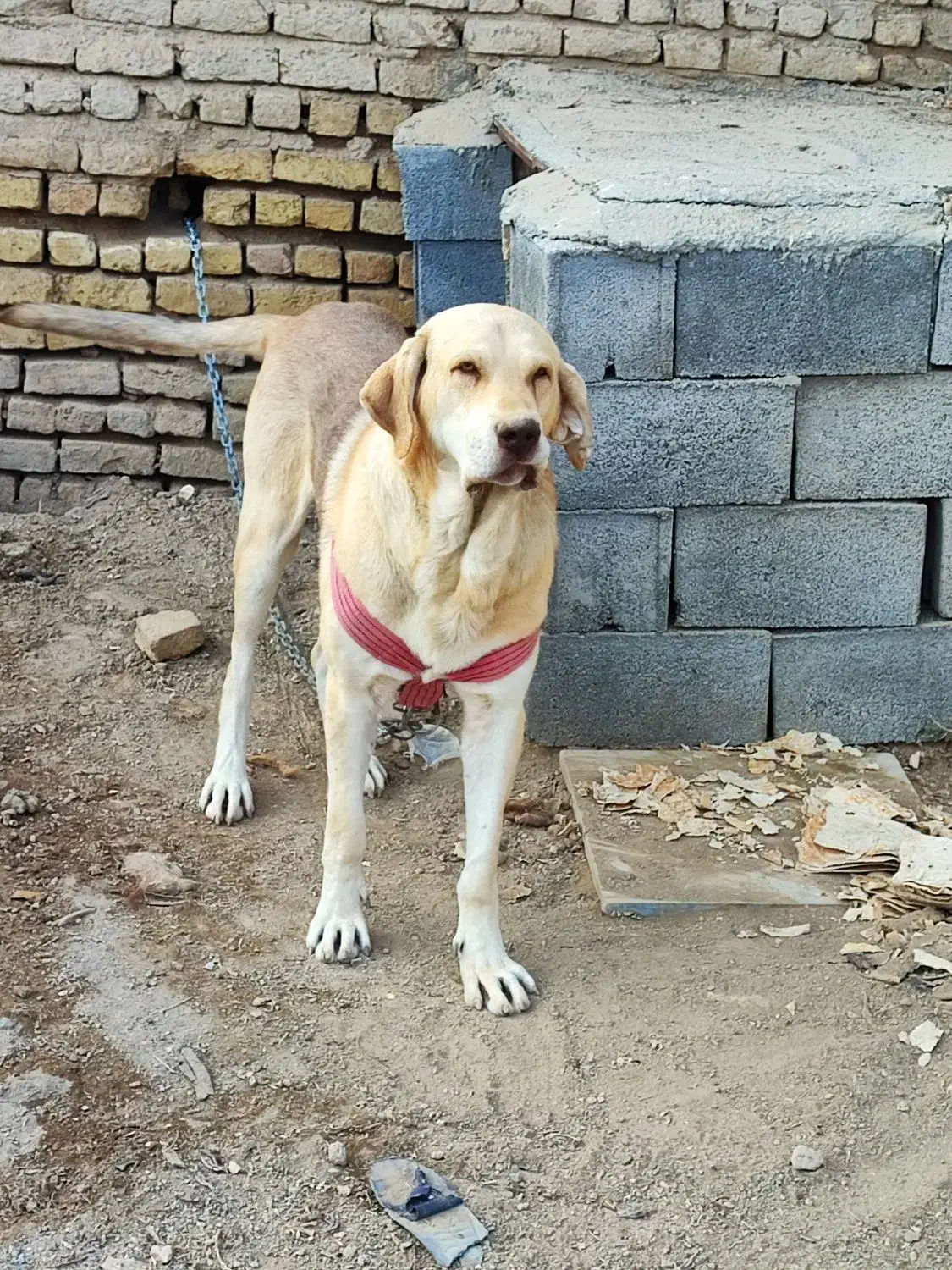 سگ پژدر|سگ|گلپایگان, |دیوار