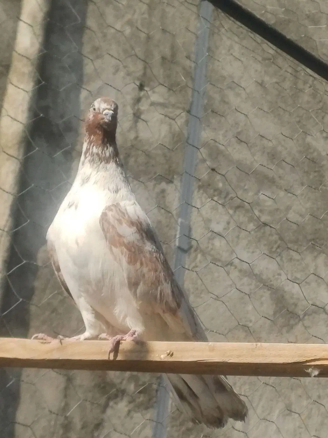 نر گرگی غریب گیری|پرنده|فردوسیه, |دیوار