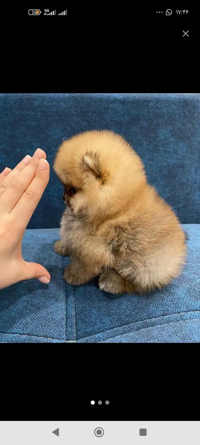 پامر خرسی|سگ|اصفهان, صدف|دیوار